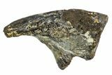 Excellent, Fossil Synapsid (Mycterosaurus?) Claw - Oklahoma #140119-1